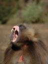 1948965-baboon-2-0.jpg