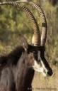 dani-antelope.jpg