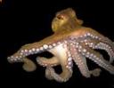 the-octopus-elenar.jpg