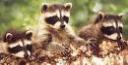 the-racoon-by-alicia.jpg