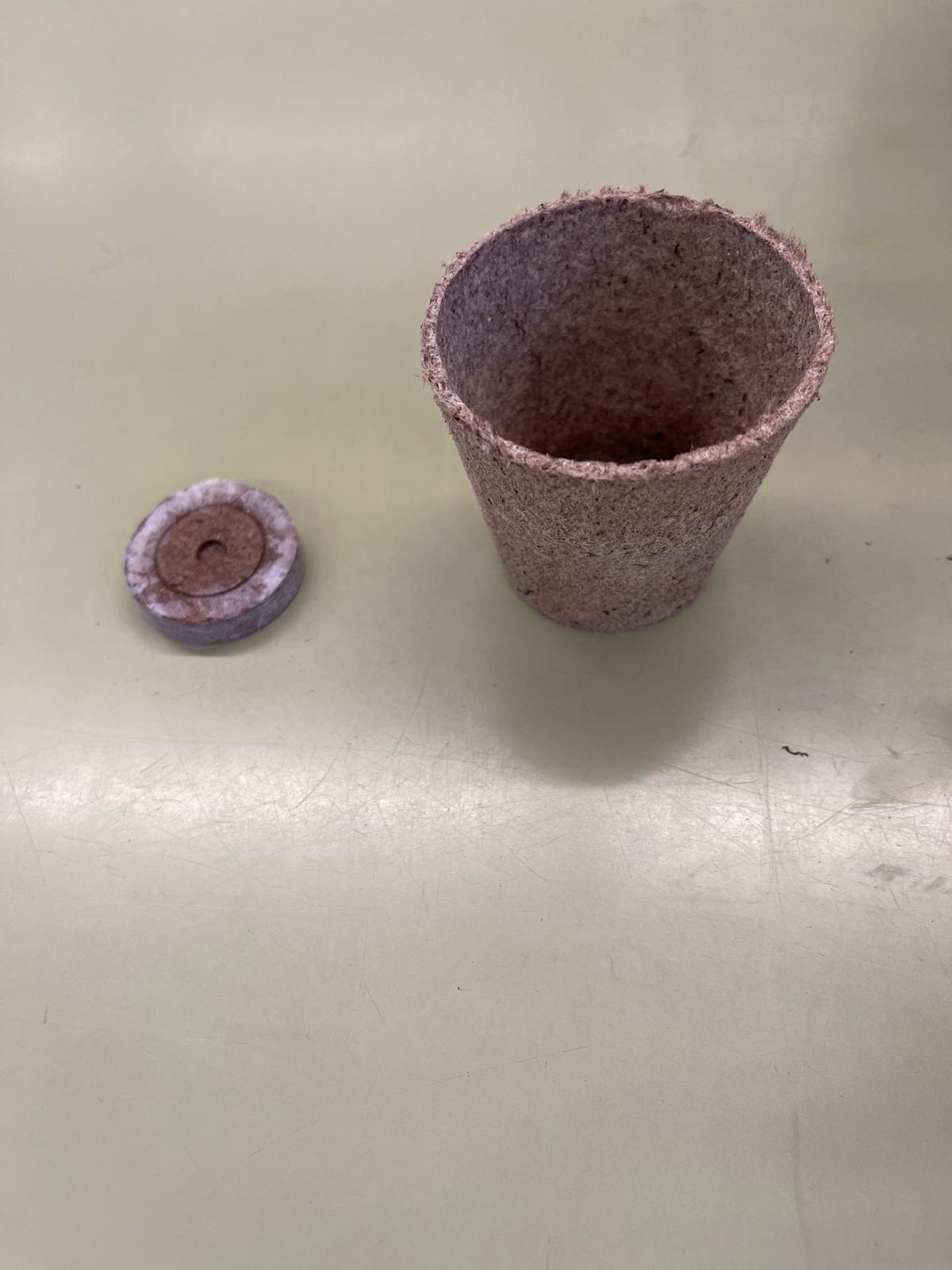 Vida, Terra i Arrels (3)