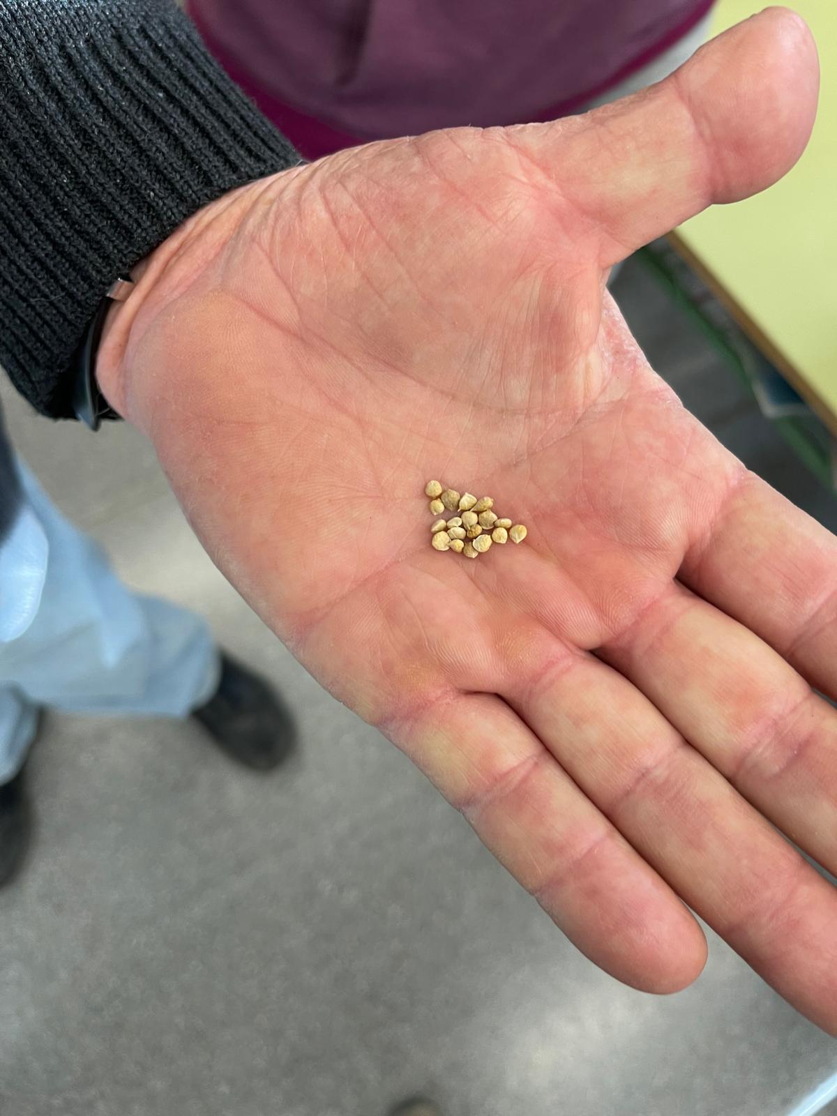 Vida, Terra i Arrels (6)