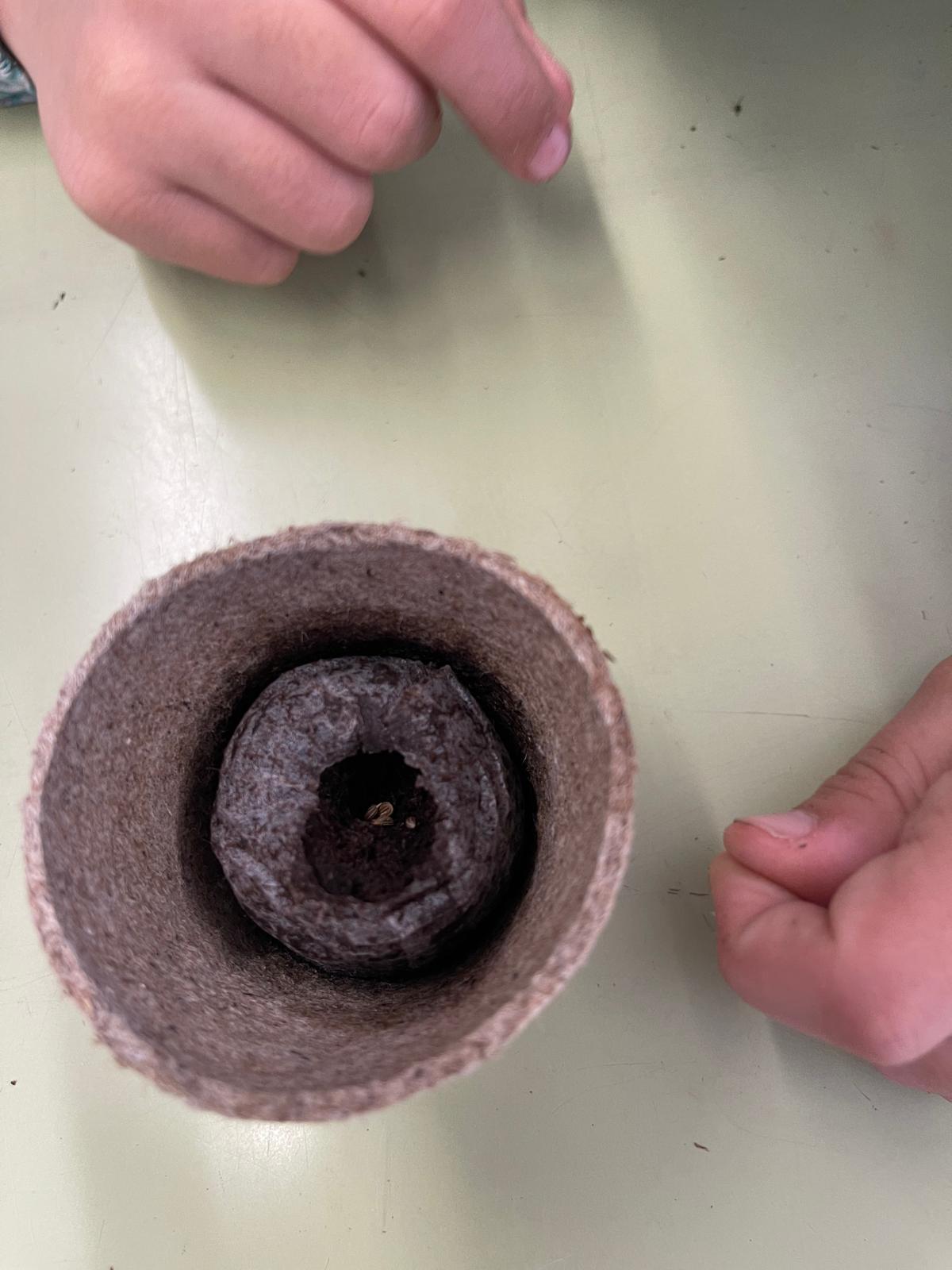 Vida, Terra i Arrels (7)