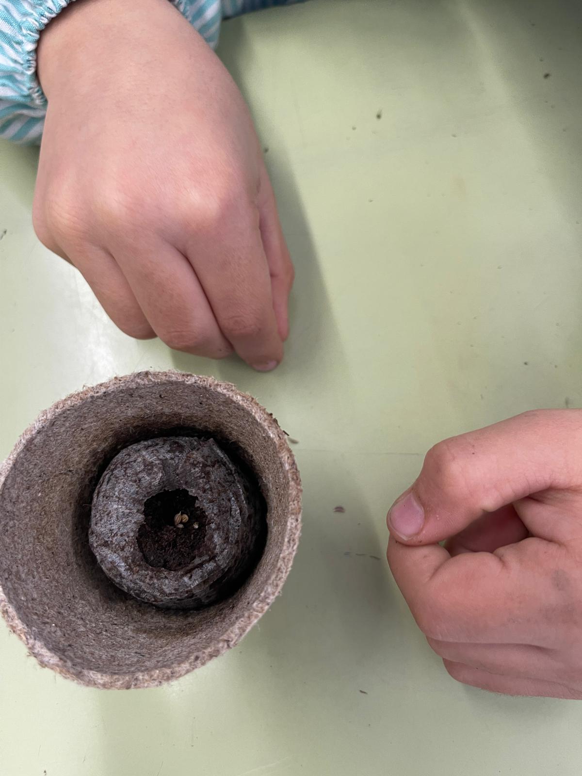 Vida, Terra i Arrels (8)