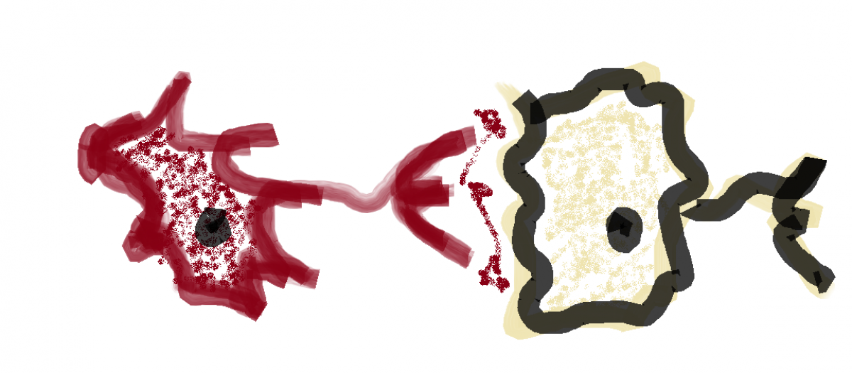 ANATOMIA I FISIOLOGIA DEL SISTEMA NERVIÓS