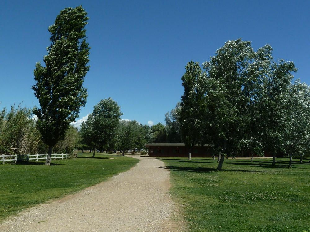 Arbres en el temps