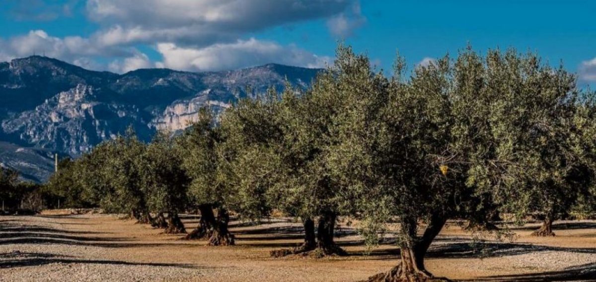 Classe de les oliveres