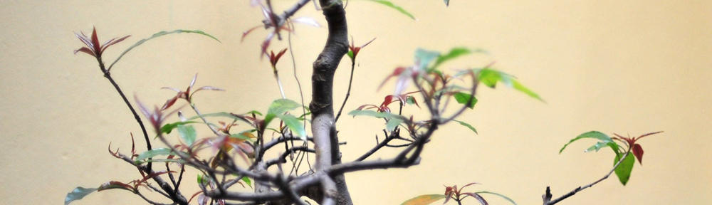 Educació Infantil-4anys