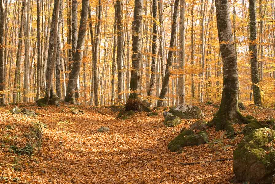 Anem a la fageda d’en Jordà | Anem d’excursió