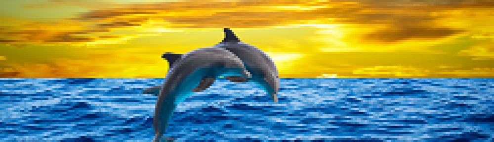 Els dofins del Sant Martí