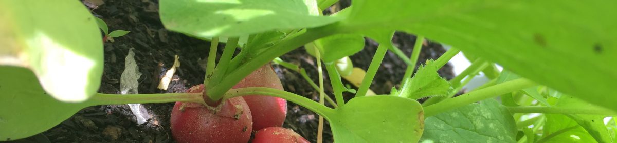 L'hort urbà de l'escola IPSI