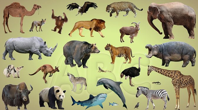 U.D. Mireu quants tipus d’animals!