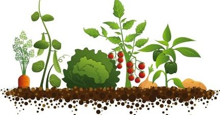 L’HORT A L’HIVERN