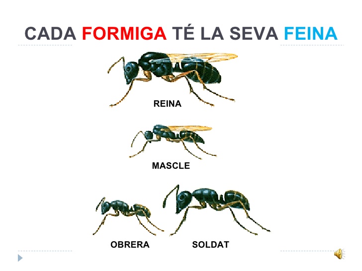 tipus formigues