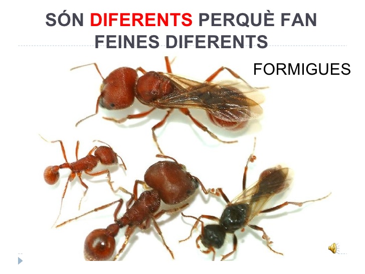 tipus formigues1
