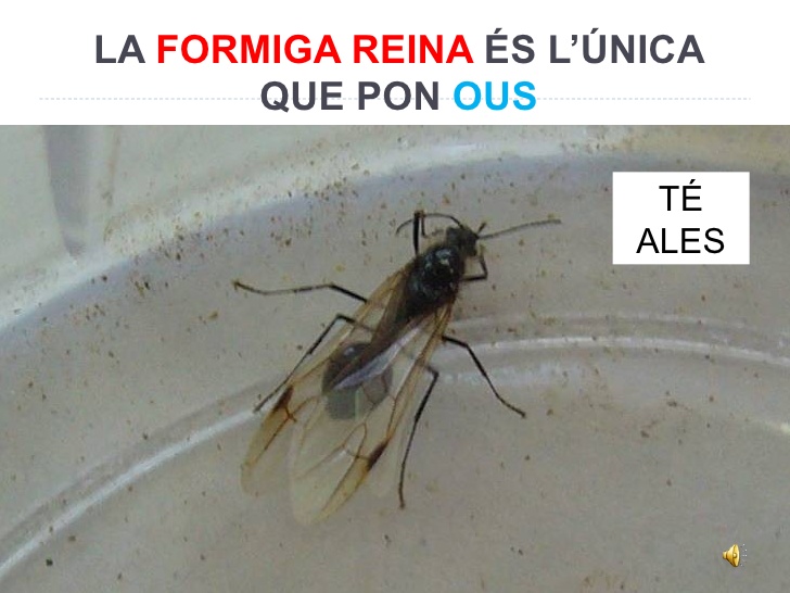 tipus formigues2