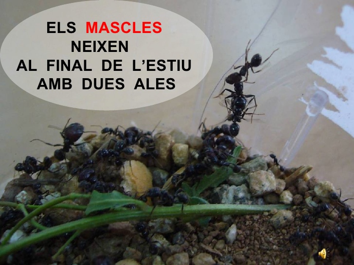 tipus formigues3