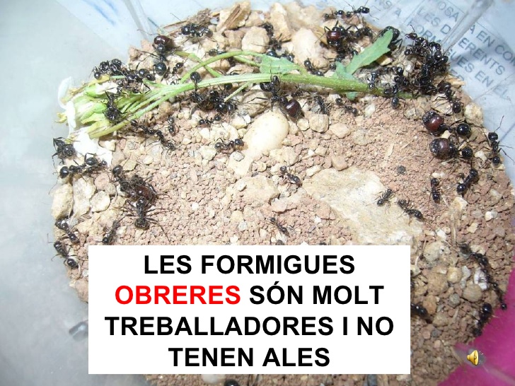 tipus formigues4