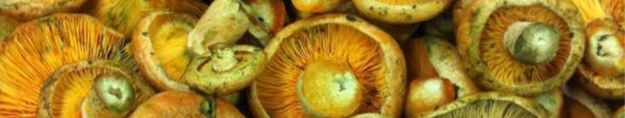receptarium