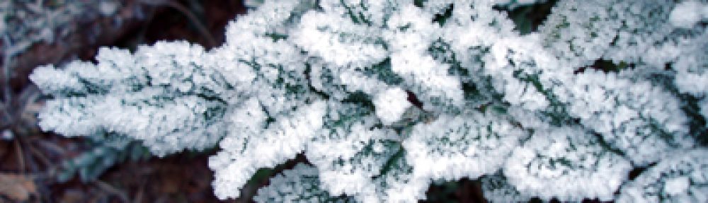 cropped-b03.jpg