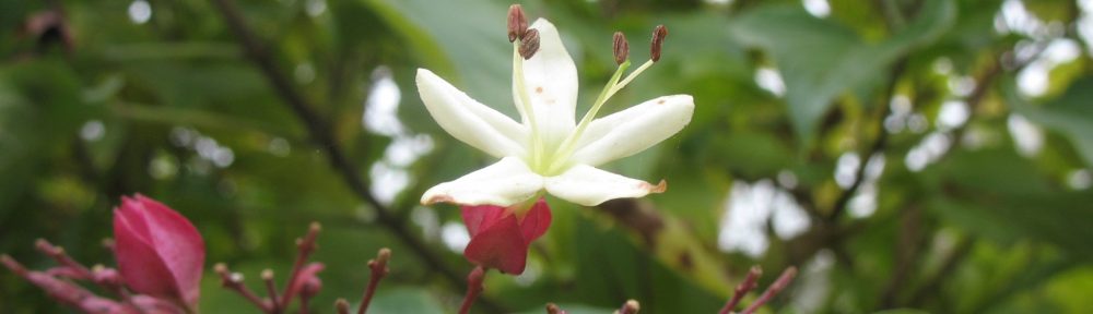 cropped-bosc-072.jpg