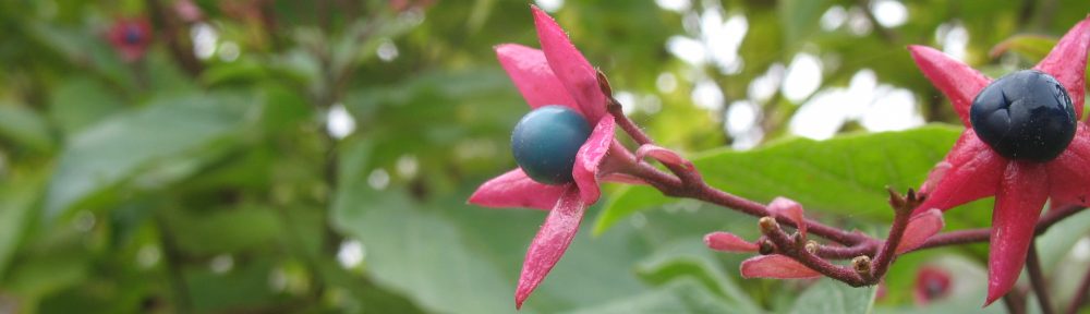 cropped-bosc-073.jpg