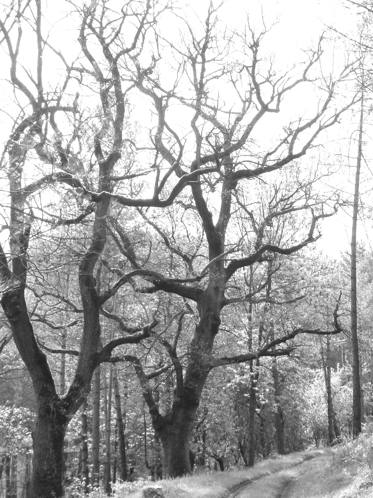 roure de la pobla