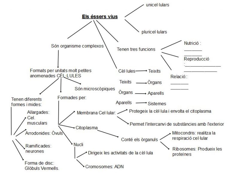 Esquema Dels ssers Vius XAROP DE CIRERA esquema-dels-ssers-vius-xarop-de-cirera