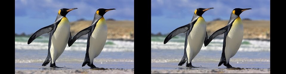 La classe dels pingüins