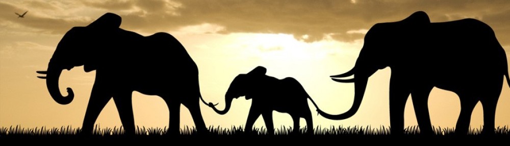 La classe dels elefants