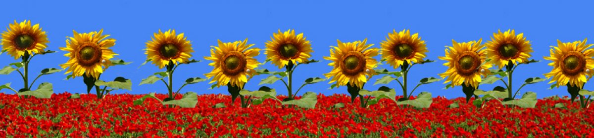 EI3. Roselles i Gira-sols