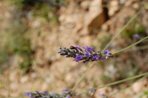flor d'espígol, flor de  lavanda