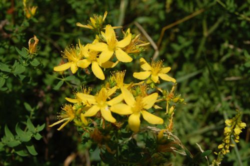 hipèric, flor de Sant Joan
