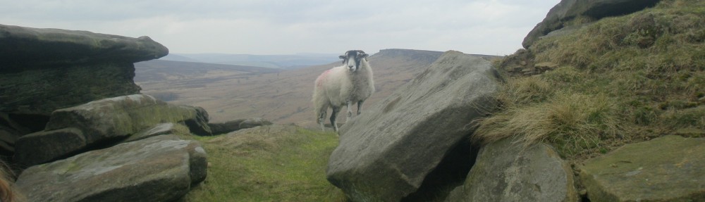 Dra. Rocks, I presume