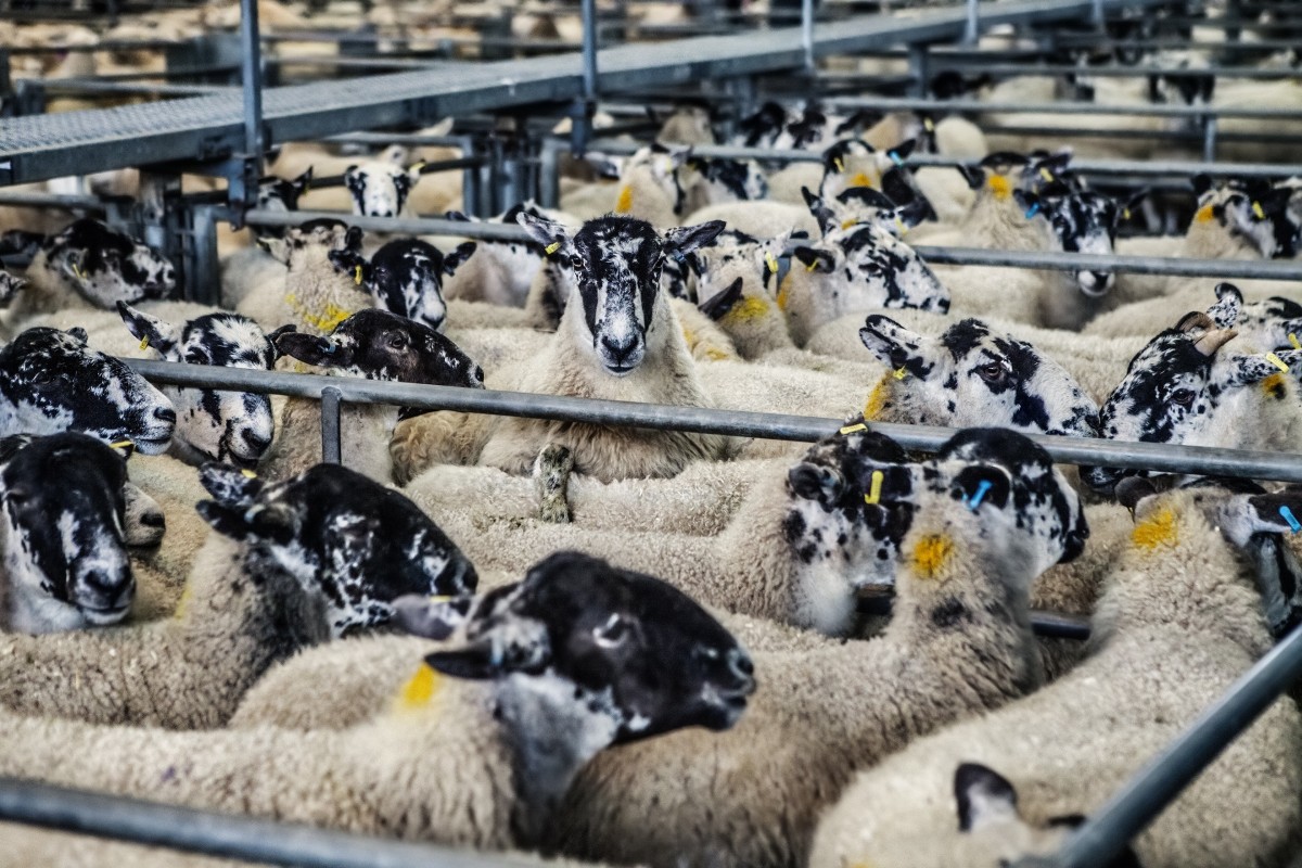cabras