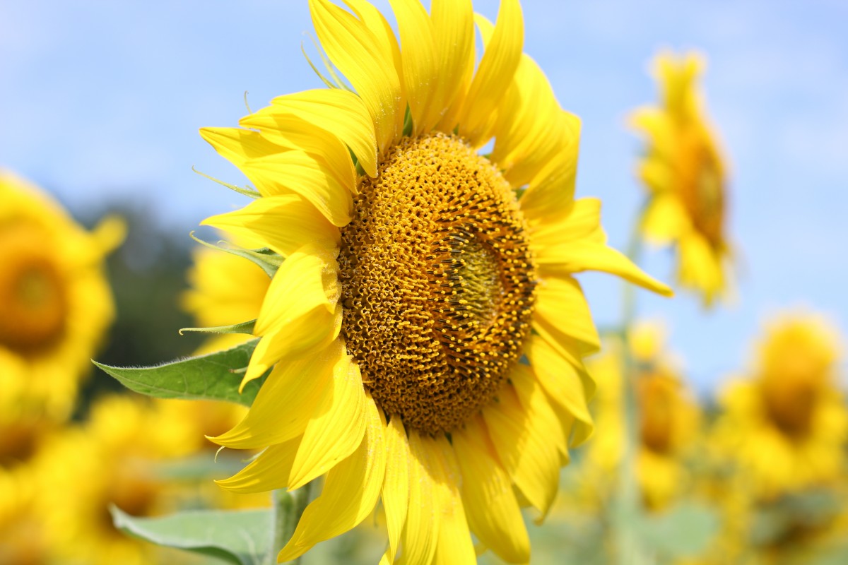 girasol