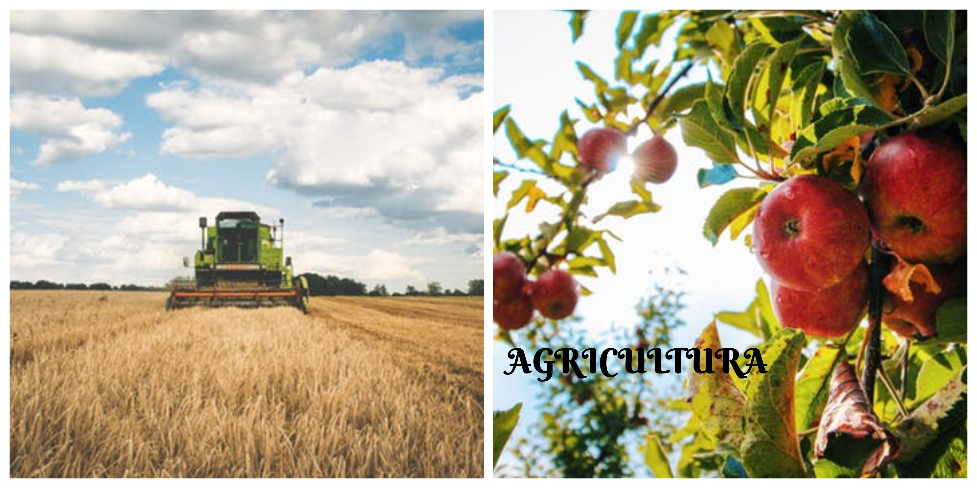 AGRICULTURA COLLAGE