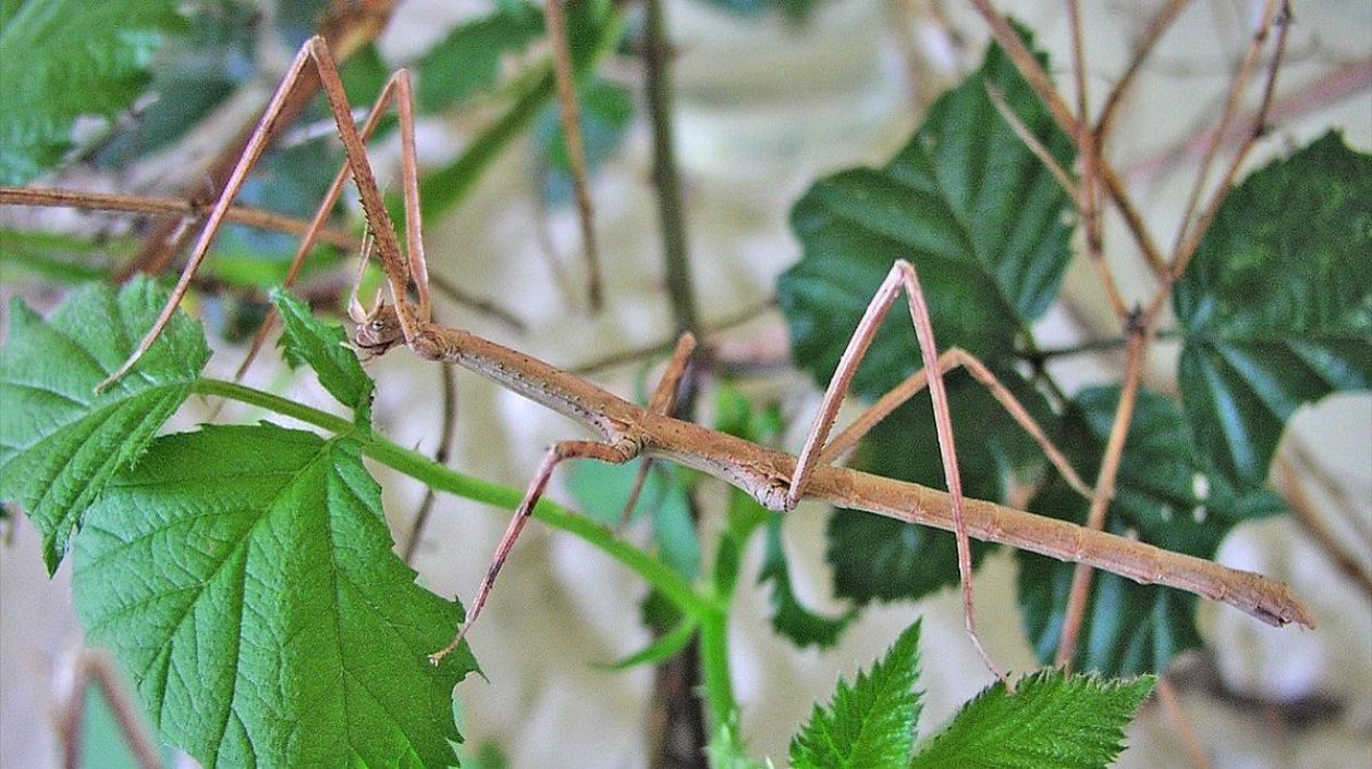 crisalida educació blog