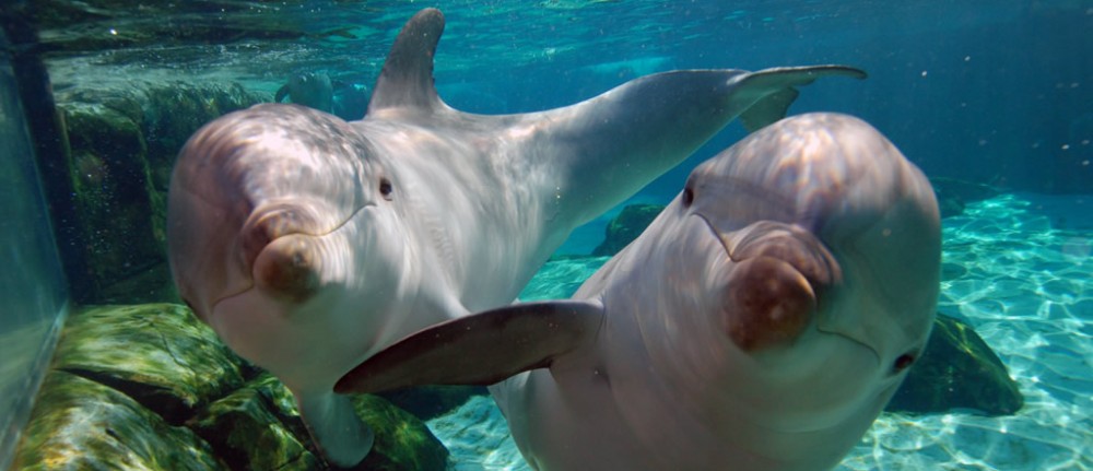 El racó dels dofins