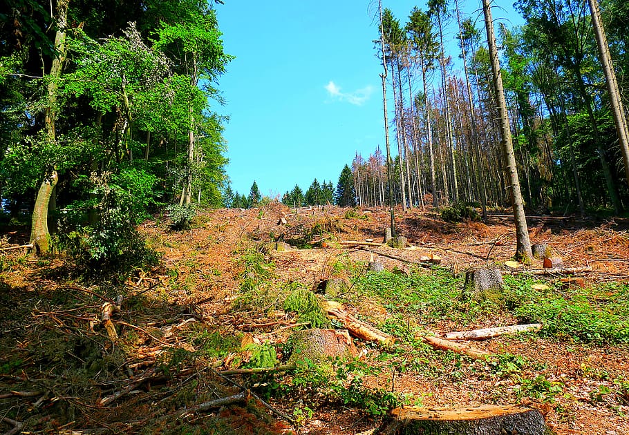 teutoburg-forest-logging-spruce-die-climate-change-forest-tree