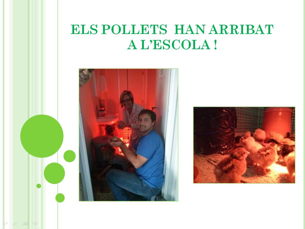 pollets_1