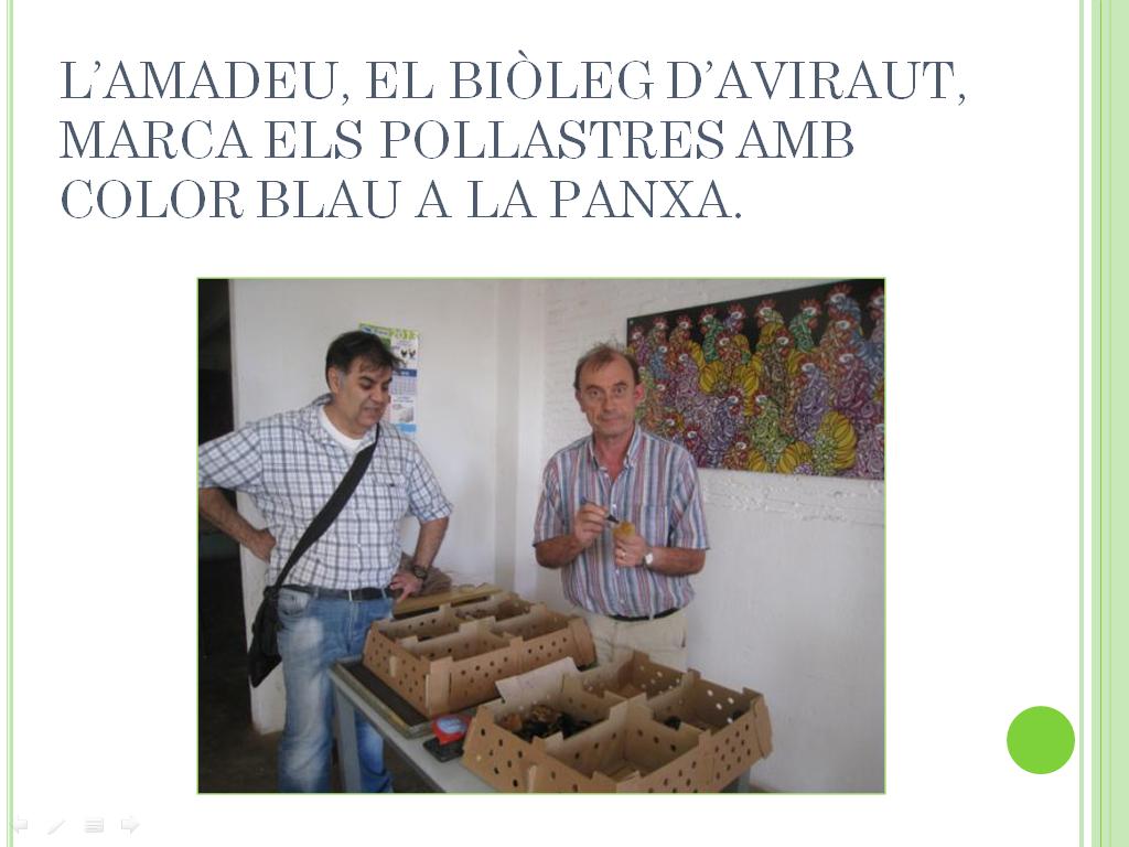 pollets_2