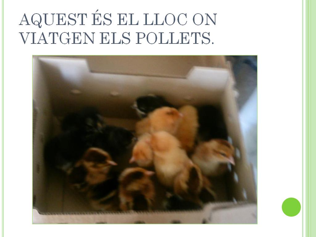 pollets_3