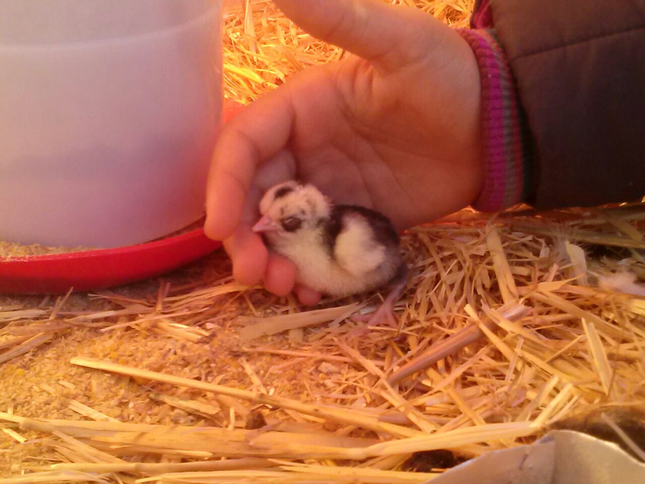 Un dels pollets.