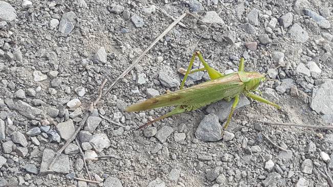 Cambiar tamaño20171002_105437