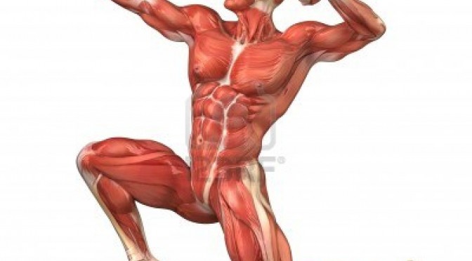 Els músculs a l’aparell locomotor