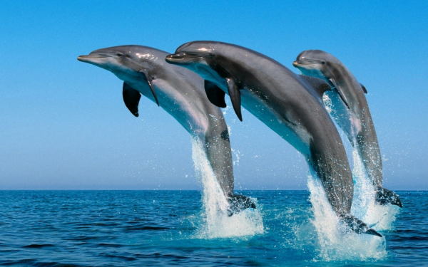 Delfines