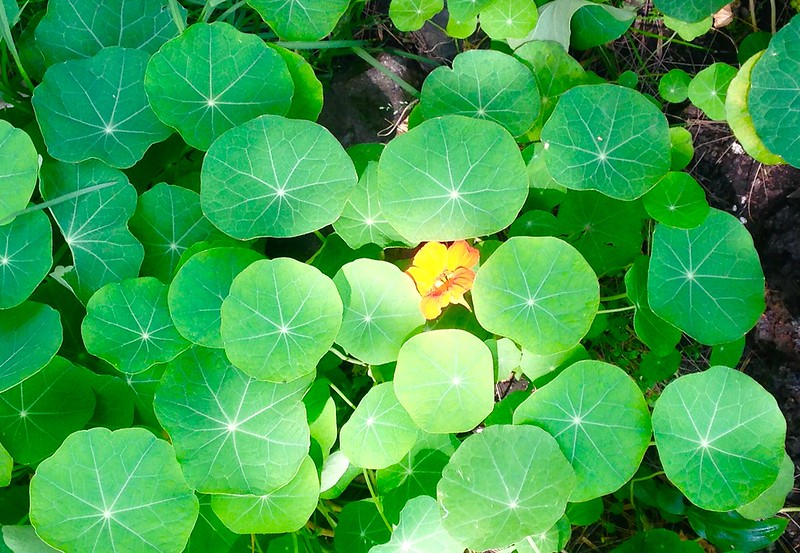 28863991132_d9d483e182_c