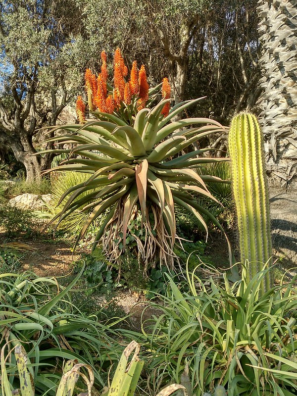 38985898934_3a115219fe_c