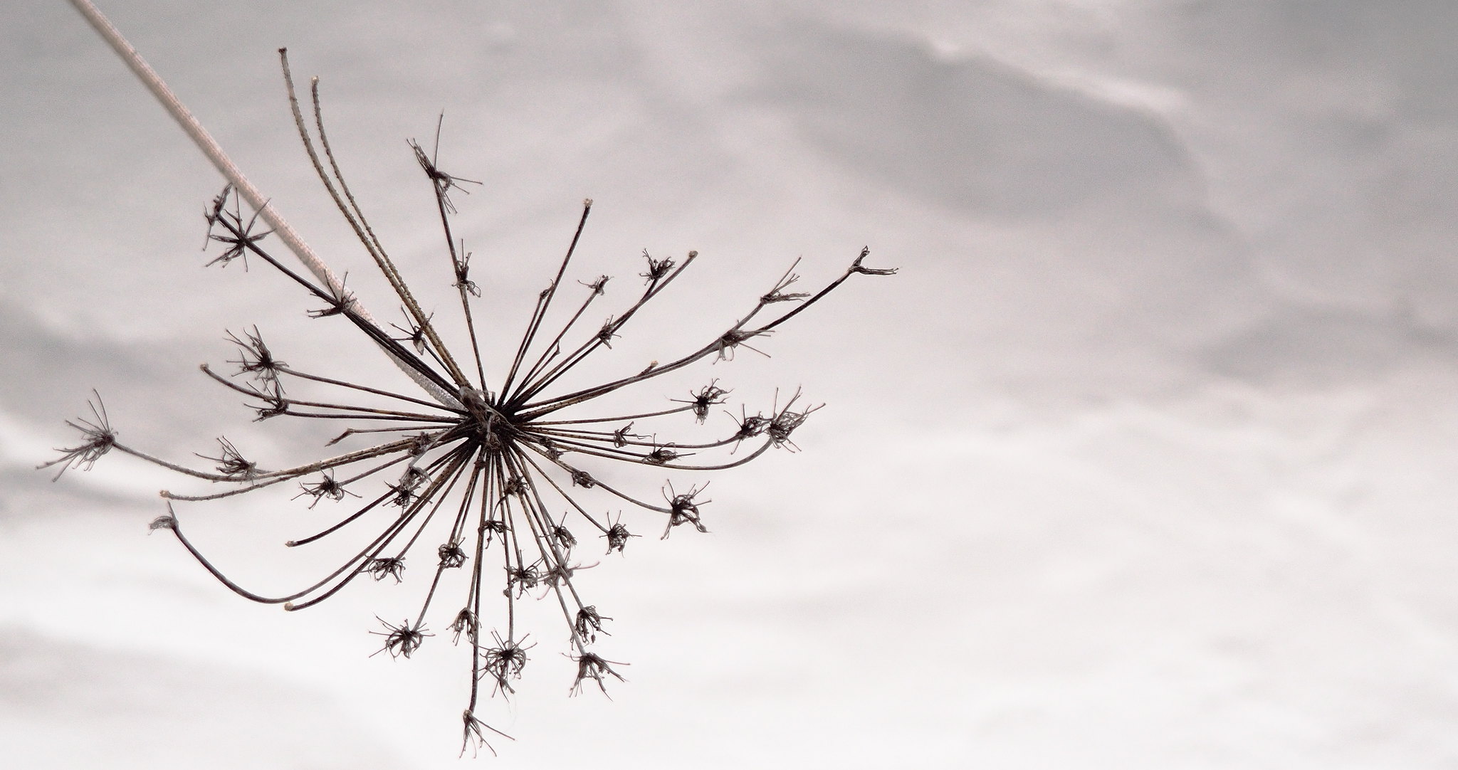 43535957301_982e94507c_k